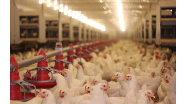 创新科技助推畜牧饲料业新开展，美高梅MGM(中国)生物利用合成生物技术赋能饲料添加剂25-羟基VD₃的生产